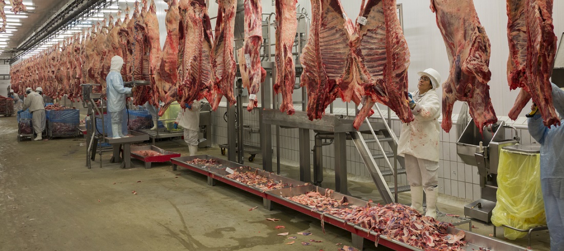 Cattle-slaughtering-in-Brazil.jpg